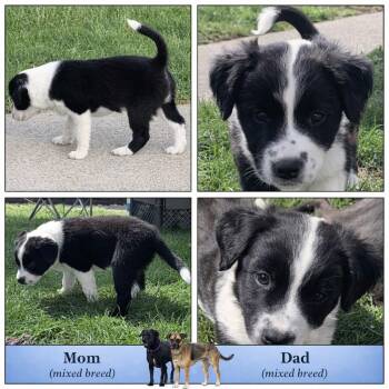 Labrador Retriever and Mixed Breed Dogs Available for Adoption in Spokane, Washington - Flicker | PetCurious