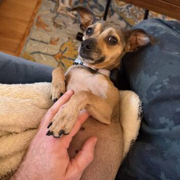 Bunnie -  Chihuahua Dog for Adoption in Hopkinton, Massachusetts - Bunnie | PetCurious