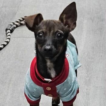 Chihuahua and Mixed Breed Dogs Available for Adoption - Cardi | PetCurious