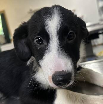Cedar Orange collar -  Australian Shepherd Dog for Adoption in Dayton, Minnesota - Cedar Orange Collar | PetCurious