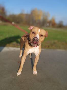 Rescue Pit Bull Terrier Dogs for Adoption in Youngstown, Ohio - Charlie | PetCurious