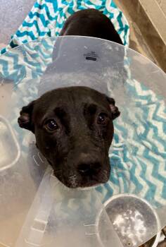 Rescue Black Labrador Retriever and Pit Bull Terrier Dogs for Adoption in Sierra Vista, Arizona - Lil Mama | PetCurious