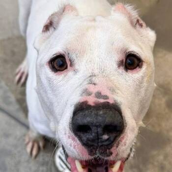 Crawford -  Mixed Breed Dog for Adoption in Warren, Ohio - Crawford | PetCurious