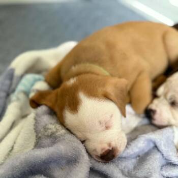 Propel -  Mixed Breed Dog for Adoption in Buffalo, Minnesota - Propel | PetCurious