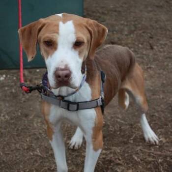 Remi -  Hound and Mixed Breed Dog for Adoption in Richmond, Virginia - Remi | PetCurious