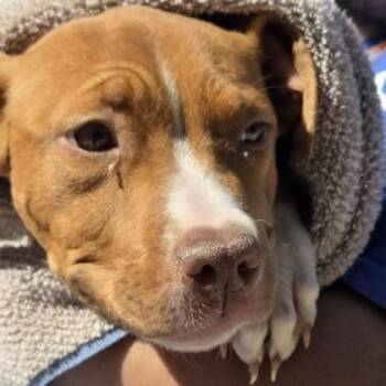 Mixed Breed Dogs Available for Adoption in Voorhees Township, New Jersey - Erin | PetCurious