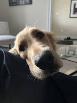Golden Retriever Dogs Available for Adoption in London, Ontario - Miss Molly | PetCurious