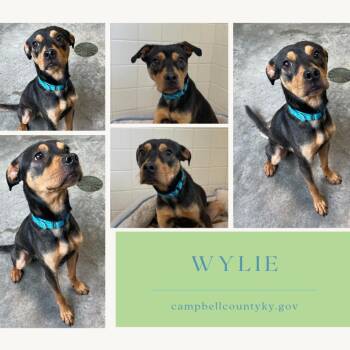 Wylie -  Mixed Breed Dog for Adoption in Melbourne, Kentucky - Wylie | PetCurious