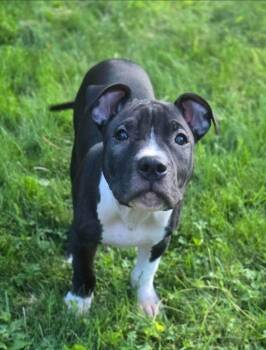 Ranger -  Mixed Breed Dog for Adoption in Penfield, New York - Ranger | PetCurious