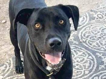 Rescue Mixed Breed Dogs for Adoption in Georgetown, Texas - Franklin | PetCurious