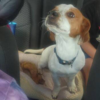 Chive -  Beagle and Mixed Breed Dog for Adoption in Columbus, Georgia - Chive | PetCurious