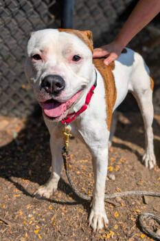 Rescue Mixed Breed Dogs for Adoption in Cincinnati, Ohio - Radagast | PetCurious