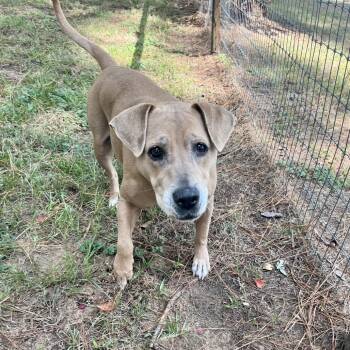 Sherry -  Labrador Retriever and Mixed Breed Dog for Adoption in Palestine, Texas - Sherry | PetCurious