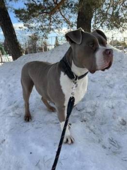 Tank -  Mixed Breed Dog for Adoption in Montreal, Quebec - Tank | PetCurious