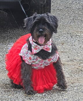 Rescue Schnauzer Dogs for Adoption in Rockaway, New Jersey - Chiva Lonestar | PetCurious