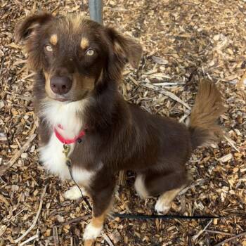 Baldur -  Border Collie Dog for Adoption in Briarcliff Manor, New York - Baldur | PetCurious