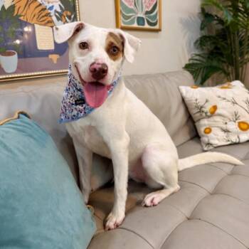 Kesha Kisses Little Life of the Party -  Pit Bull Terrier and Labrador Retriever Dog for Adoption in Friendswood, Texas - Kesha Kisses Little Life Of The Party | PetCurious