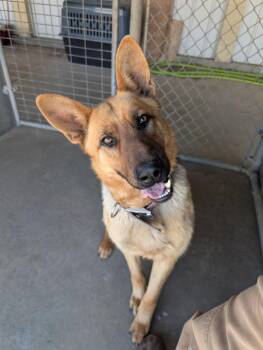 Loki -  German Shepherd Dog Dog Available for Adoption in Havre, Montana - Loki | PetCurious