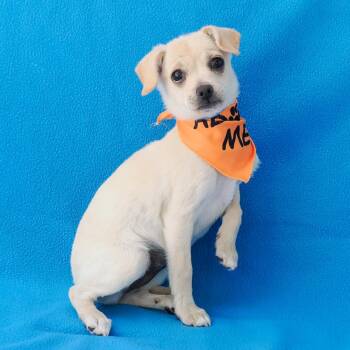 DOTTIE -  Chihuahua and Poodle Dog for Adoption in Richmond, California - DOTTIE | PetCurious