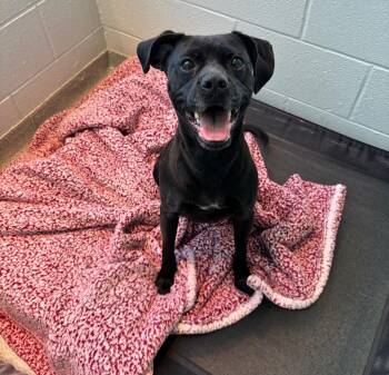 Mixed Breed Dogs Available for Adoption - Tootsie | PetCurious