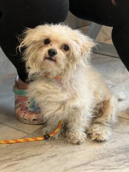 Bichon Frise and Maltese Dogs Available for Adoption in Canfield, Ohio - ROCKET | PetCurious