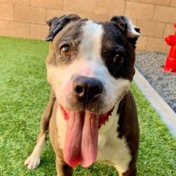 SAVE ME PLEASE SMILEY - IDA553640 -  Pit Bull Terrier Dog for Adoption in San Marcos, California - SAVE ME PLEASE SMILEY - IDA553640 | PetCurious