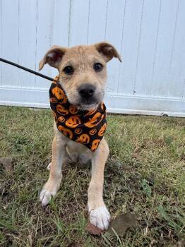 Rescue Wirehaired Terrier and Labrador Retriever Dogs for Adoption in Aiken, South Carolina - Skittles | PetCurious