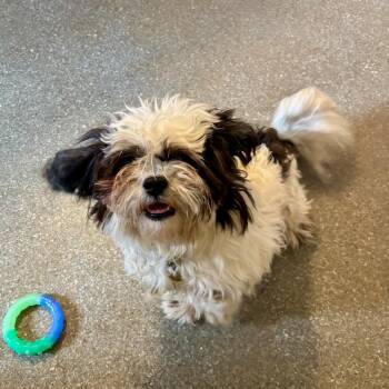 Shih Tzu and Mixed Breed Dogs Available for Adoption - Fluffy | PetCurious