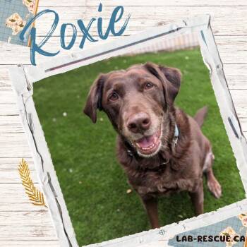 Roxie -  Labrador Retriever Dog for Adoption in Oakville, Ontario - Roxie | PetCurious