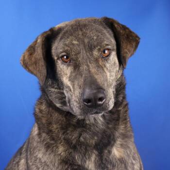 Rescue Hound and Labrador Retriever Dogs for Adoption in Manchester, New Hampshire - Sage In NH! Come Meet Our Adoptable Dogs! More Info In Bio! | PetCurious