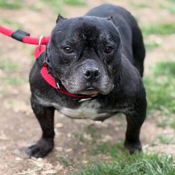 Pit Bull Terrier Dogs Available for Adoption in Philadelphia, Pennsylvania - Pork Chop | PetCurious