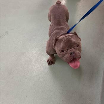 Mika -  Mixed Breed Dog for Adoption in Memphis, Tennessee - Mika | PetCurious