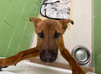 DIGBY -  German Shepherd Dog and Mixed Breed Dog for Adoption in Omaha, Nebraska - DIGBY | PetCurious