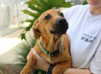 Whitaker -  Terrier and Mixed Breed Dog for Adoption in Brunswick, Georgia - Whitaker | PetCurious