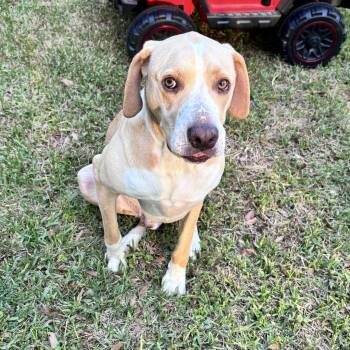 Labrador Retriever Dogs Available for Adoption in Mobile, Alabama - ~ Courtesy ~ Bo  | PetCurious