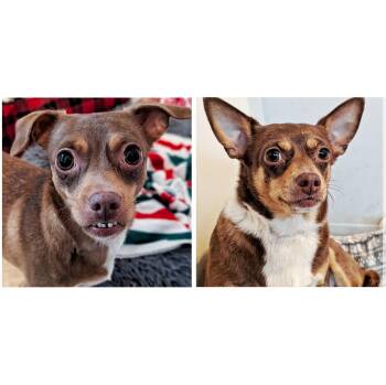 Chihuahua Dogs Available for Adoption in Eustis, Florida - Baby And Birdie | PetCurious