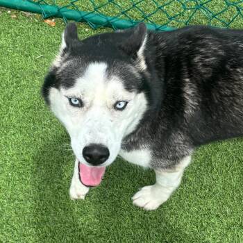 Silly Lilly 7908 -  Husky Dog for Adoption in Loxahatchee Groves, Florida - Silly Lilly 7908 | PetCurious