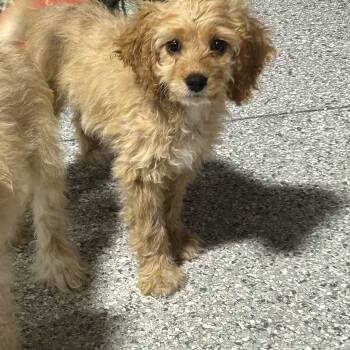 Muffy 6.6 lbs -  Cockapoo Dog for Adoption in Antwerp, Ohio - Muffy 6.6 Lbs | PetCurious