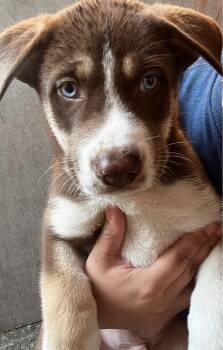 Siberian Husky Dogs Available for Adoption - Woody Cheers | PetCurious