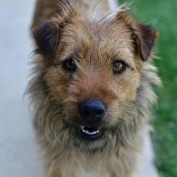 Wirehaired Terrier Dogs Available for Adoption in Ottawa, Kansas - Martini | PetCurious