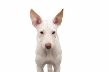 Australian Kelpie and Mixed Breed Dogs Available for Adoption - MILA | PetCurious