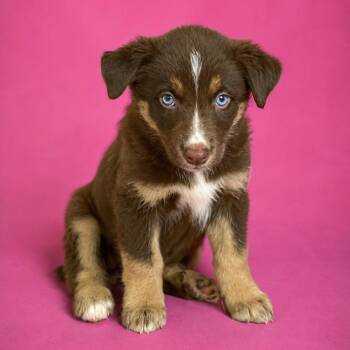 Rocket -  Husky and Australian Shepherd Dog for Adoption in Heber Springs, Arkansas - Rocket | PetCurious