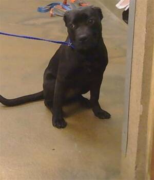 Pit Bull Terrier Dogs Available for Adoption in Sacramento, California - BLACK GIRL | PetCurious