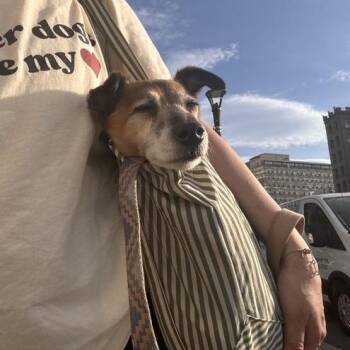 Goalie -  Jack Russell Terrier Dog for Adoption in Jersey City, New Jersey - Goalie | PetCurious