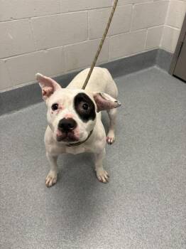 MATILDA -  Pit Bull Terrier Dog for Adoption in Indianapolis, Indiana - MATILDA | PetCurious