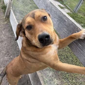 Butter Bean -  Shepherd and Terrier Dog for Adoption in Corpus Christi, Texas - Butter Bean | PetCurious