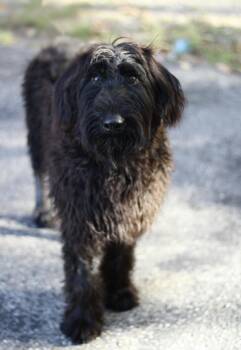 Maybelline in NH. Come Meet our Adoptable Dogs Wednesday-Saturda -  Schnauzer Dog for Adoption in Manchester, New Hampshire - Maybelline In NH. Come Meet Our Adoptable Dogs Wednesday-Saturda | PetCurious