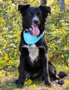 Misha -  Mixed Breed Dog for Adoption in Grayling, Michigan - Misha | PetCurious