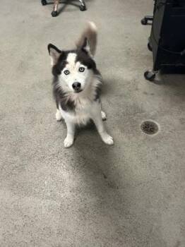 Lily -  Siberian Husky and Mixed Breed Dog for Adoption in Largo, Florida - Lily | PetCurious
