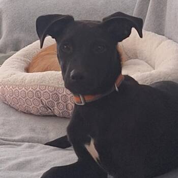 Sunny -  Black Labrador Retriever and Mixed Breed Dog for Adoption in Connelly Springs, North Carolina - Sunny | PetCurious